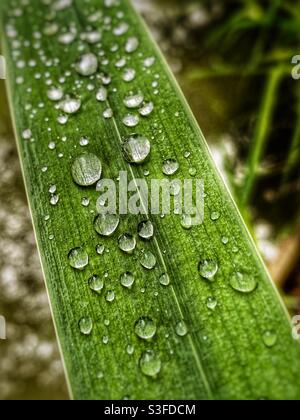 Feuille d'iris avec gouttelettes d'eau Banque D'Images