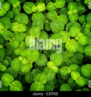 Gros plan de Panamiga Pilea involucrata, l'usine de l'amitié, couverture de sol Banque D'Images