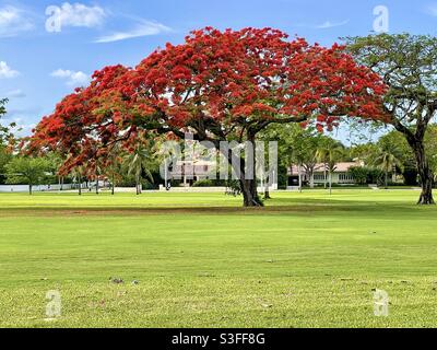 Poinciana royale ou flamboyant ou arbre de flamme en pleine floraison Banque D'Images