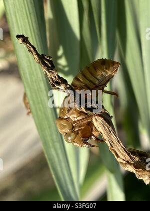 Exosquelette d'une cicada accrochée à un pétale de tulipe mort. Banque D'Images