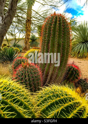 Un groupe de deux différents types de cactus de canon. Banque D'Images