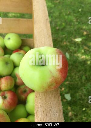 Pomme fraîchement récoltée sur le bord d'une caisse en bois rempli de pommes Banque D'Images