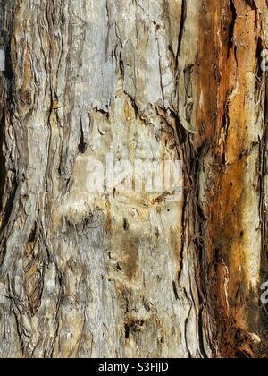 Gros plan d'un arbre Paperbark (Melaleuca quinquenervia) Banque D'Images