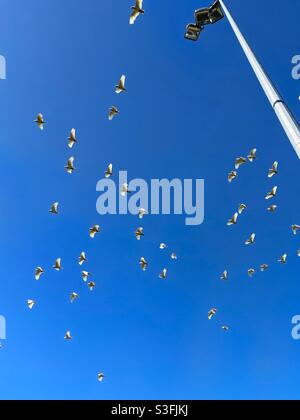 Un troupeau de petits corellas (Cacatua sanguinea) en vol devant une tour lumineuse de terrain de sport Banque D'Images