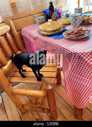 Chien/chiot essayant de manger de la nourriture de table. Crêpes et bacon. Banque D'Images