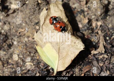 Les coccinelles coupent l'accouplement sur une feuille Banque D'Images