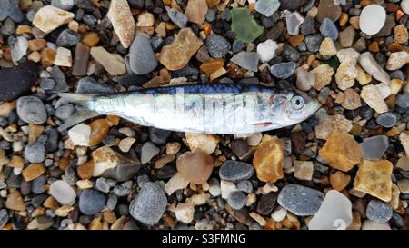 Un petit poisson lavé sur la plage. Banque D'Images