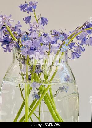 Bluecloches et Forget-me-nots dans un vase 💕 Banque D'Images