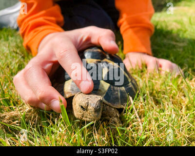 Enfant tenant une tortue d'animal de compagnie. Banque D'Images