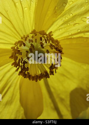 Coquelicot jaune avec gouttes de pluie Banque D'Images