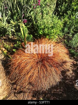 Herbes décoratives de jardin. La New Zealand Hair Sedge. Banque D'Images