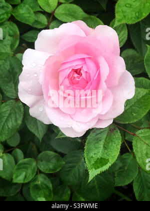 Une rose unique en pleine fleur. La rose est nommée Olivia Rose Austin par David Austin Roses. Banque D'Images