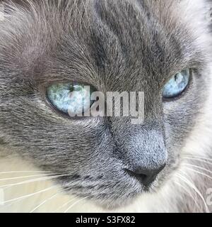 Gros plan des yeux bleus du chat de poupée de chiffon Banque D'Images