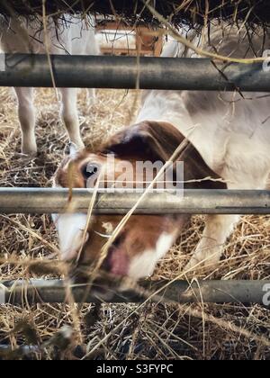 Chèvre enfant mangeant du foin dans un zoo/ferme pour enfants Banque D'Images