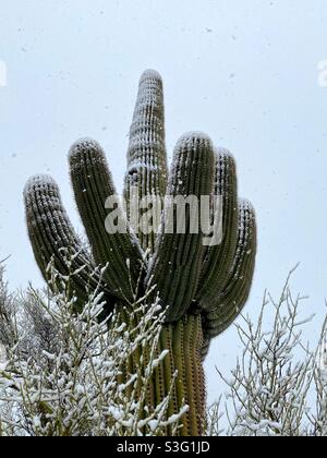 Un cactus saguaro avec de la neige. Banque D'Images