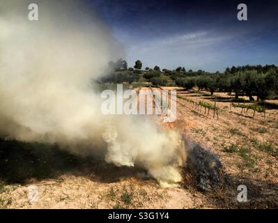 Feu de joie d'herbe de jardin, Catalogne, Espagne Banque D'Images