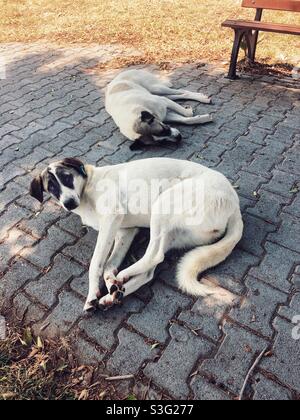 Chiens errants dormant sur une chaussée pavée Banque D'Images
