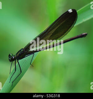 Femme en bois de joaillier d'ébène damselfly Banque D'Images