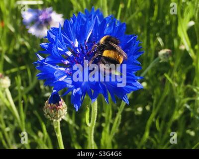 Bumble Bee sur la fleur de maïs bleue Banque D'Images