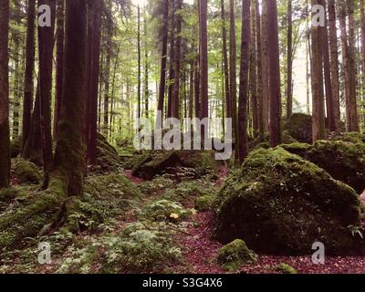 Forêt de conte de fées avec des rochers et des arbres moussy Banque D'Images
