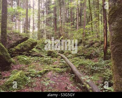 Forêt de contes de fées avec des rochers mousseux Banque D'Images