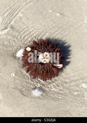 Oursin de mer dans les eaux peu profondes sur la plage de Floride Banque D'Images