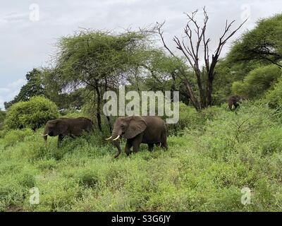 Éléphants paître le long de l'herbe au lac Maynara Park, Tanzanie, Afrique Banque D'Images