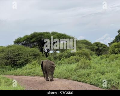 Éléphants paître le long de l'herbe au lac Maynara Park, Tanzanie, Afrique Banque D'Images