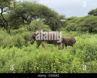 Éléphants paître le long de l'herbe au lac Maynara Park, Tanzanie, Afrique Banque D'Images