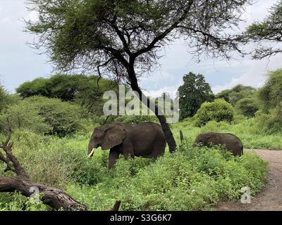 Éléphants paître le long de l'herbe au lac Maynara Park, Tanzanie, Afrique Banque D'Images