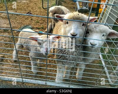 Trois agneaux attendent d'être nourris dans une ferme de Tasmanie, en Australie Banque D'Images