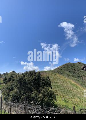 Collines ondulantes et vignobles à Malibu, Californie, États-Unis Banque D'Images