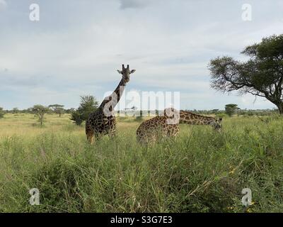 Girafes mangeant dans le parc national de Serengeti, Tanzanie, Afrique Banque D'Images