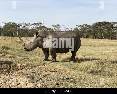 Rhino paître le long de la route dans la réserve nationale du lac Nakuru, Nairobi, Kenya, Afrique Banque D'Images