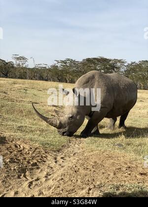 Rhino paître le long de la route dans la réserve nationale du lac Nakuru, Nairobi, Kenya, Afrique Banque D'Images