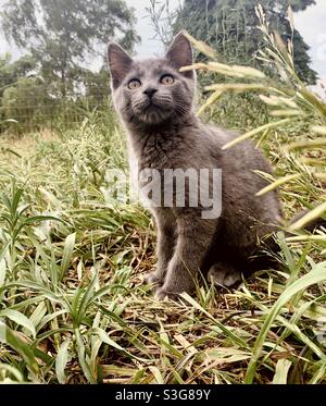 Chaton gris en herbe haute Banque D'Images