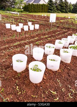 Potager au début du printemps avec une protection supplémentaire autour des plants de tomate. Banque D'Images