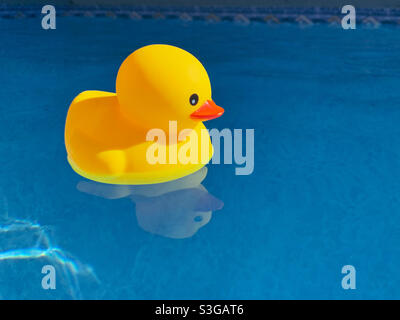 Un afloat ducky en caoutchouc jaune dans la piscine de l'arrière-cour par une chaude journée ensoleillée. Banque D'Images