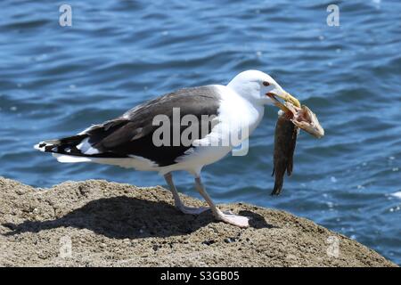 Un mouette sur un rocher en Bretagne avec un poisson mort dans le bec Banque D'Images