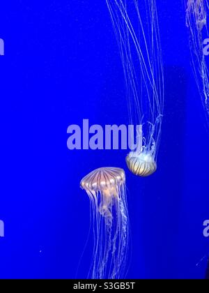 Gelée de poisson avec de longs tentacules nageant sous l'eau Banque D'Images