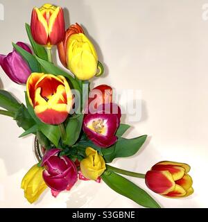 Les tulipes sur fond blanc Banque D'Images
