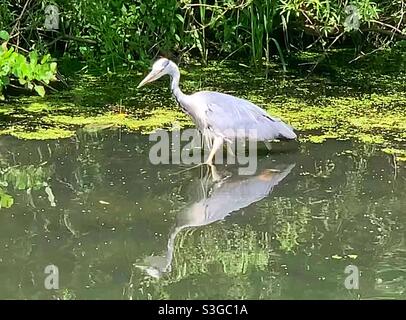 Heron. Parc national Marguerite NOOK Banque D'Images