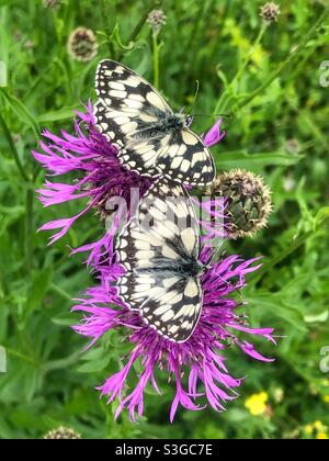 Papillons blancs marbrés se nourrissant de fleurs de knapweed, réserve naturelle de St Catherine's Hill, Winchester, Hampshire, Royaume-Uni Banque D'Images