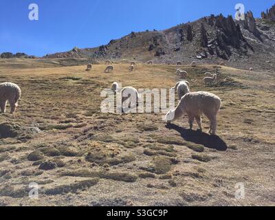 Alpacas paissant devant une forêt de pierres, montagnes Rainbow Vinicunca, Pérou Banque D'Images