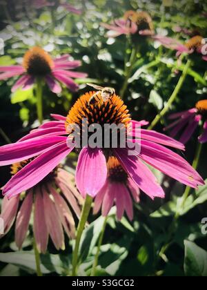 Abeille sur fleur d'échinacée Banque D'Images