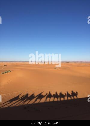 Ombre de chameaux sur une dune de sable du désert du Sahara, Maroc, Afrique Banque D'Images