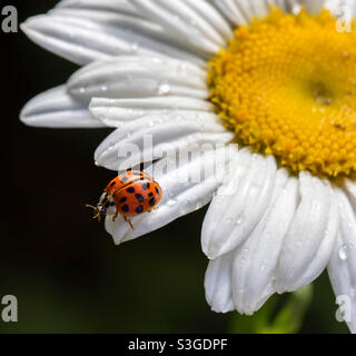 Une petite Dame d'Asie Beetle au bout d'un pétale de Marguerite. Banque D'Images