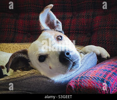 Jack Russell chien dans un lit regardant l'appareil photo Banque D'Images