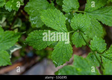 Grenaille macro à feuilles de Geum Urbanum (Wood Avens) Banque D'Images