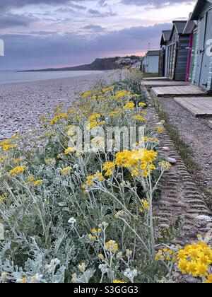 Fleurs et cabanes de plage à Budleigh Salterton, Devon, Angleterre Banque D'Images